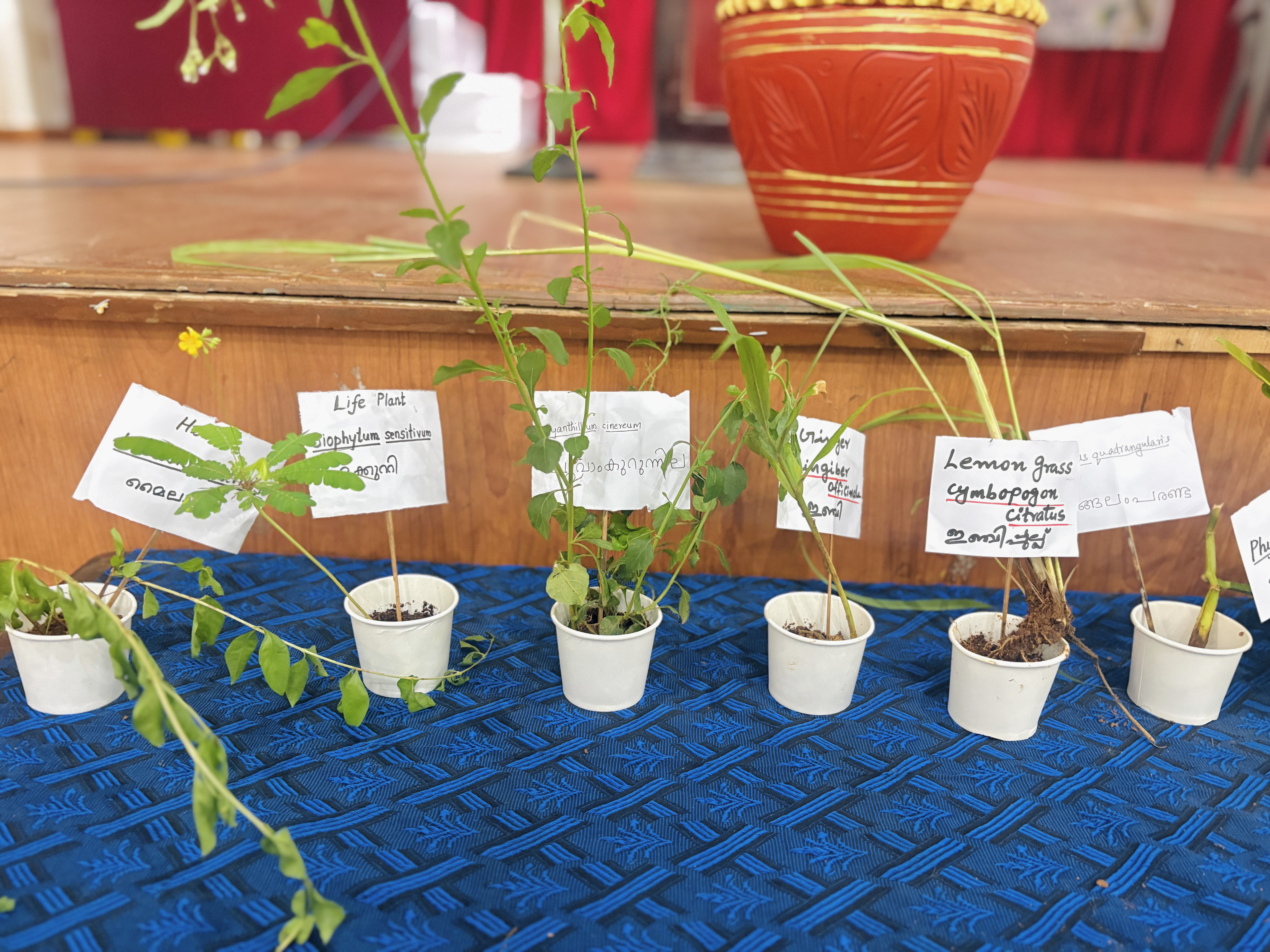 World Environment Day Celebration image 3
